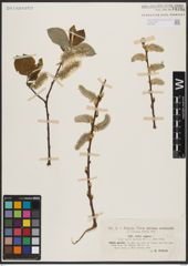 Foto von Salix caprea L.
